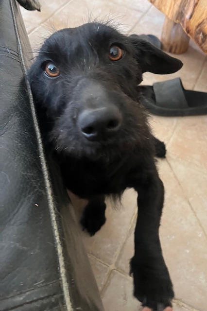 Leila