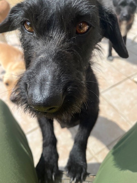 Leila