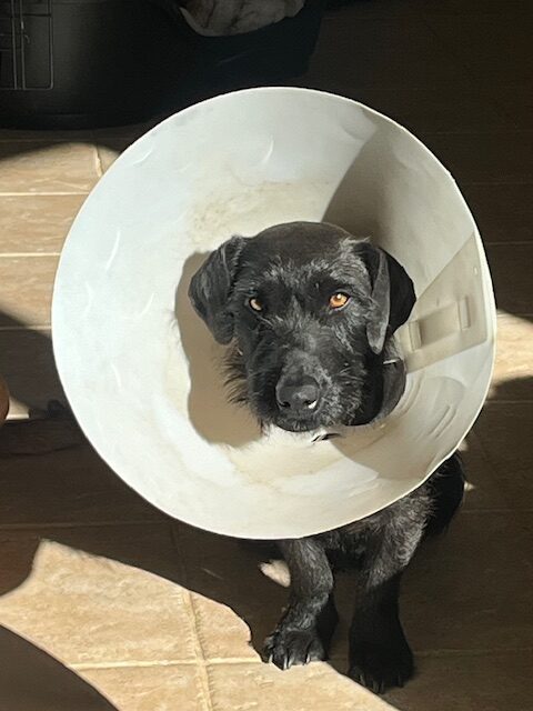 Leila