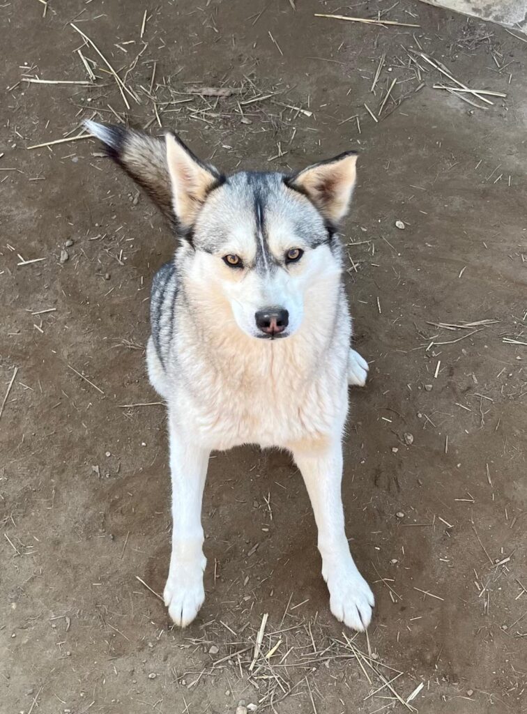 Asha