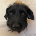Pedro