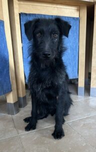 Pedro